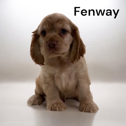 puppy, for, sale, Cocker Spaniel, Joe & Cherri  Overlease, dog, breeder, Miller, MO, dog-breeder, puppy-for-sale, forsale, nearby, find, puppyfind, locator, puppylocator, aca